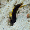 Picture taken during the dive