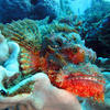 Picture taken during the dive