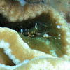 Picture taken during the dive