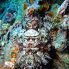 Picture taken during the dive