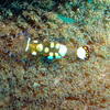 Picture taken during the dive