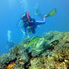 Picture taken during the dive