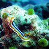 Picture taken during the dive
