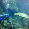 Picture taken during the dive
