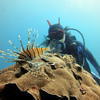 Picture taken during the dive