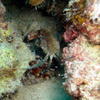 Picture taken during the dive