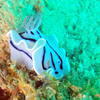 Picture taken during the dive