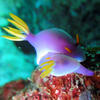Picture taken during the dive