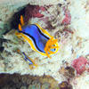 Picture taken during the dive