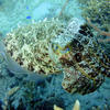 Picture taken during the dive