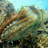 Picture taken during the dive