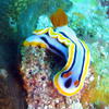 Picture taken during the dive