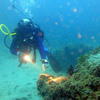 Picture taken during the dive