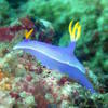 Picture taken during the dive