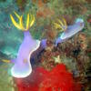 Picture taken during the dive
