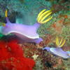Picture taken during the dive