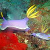 Picture taken during the dive