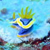 Picture taken during the dive