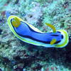 Picture taken during the dive