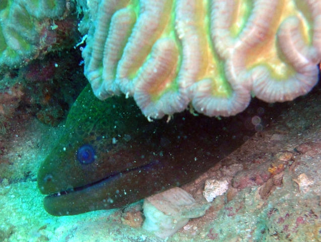 Marine Monkees (m) Sdn Bhd - Dive Center in Malaysia
