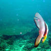 Picture taken during the dive