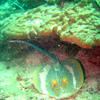 Picture taken during the dive