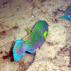 Picture taken during the dive