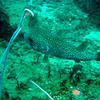 Picture taken during the dive