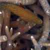 Picture taken during the dive
