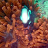 Picture taken during the dive