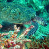 Picture taken during the dive