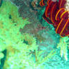 Picture taken during the dive