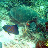 Picture taken during the dive