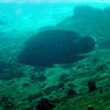 Picture taken during the dive