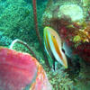 Picture taken during the dive