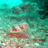 Picture taken during the dive