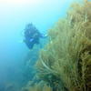 Picture taken during the dive