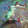 Picture taken during the dive
