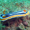 Picture taken during the dive