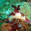Picture taken during the dive