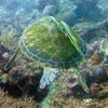 Picture taken during the dive