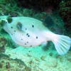 Picture taken during the dive