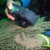 Picture taken during the dive