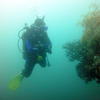 Picture taken during the dive