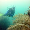 Picture taken during the dive