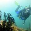 Picture taken during the dive