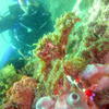 Picture taken during the dive