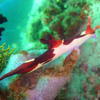 Picture taken during the dive