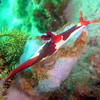 Picture taken during the dive