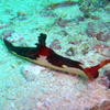 Picture taken during the dive